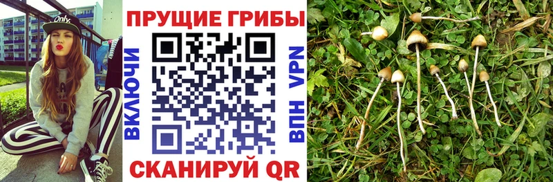 Галлюциногенные грибы Psilocybine cubensis  Кувшиново 
